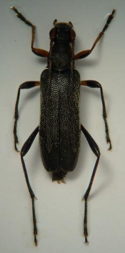 Grammoptera ruficornis