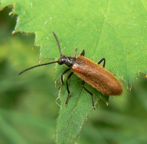 Lagria hirta