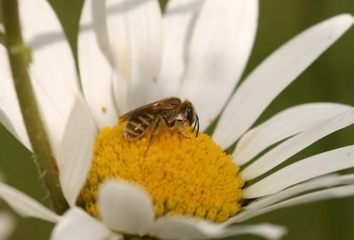 Réf. 46 106 : Seladonia sp.