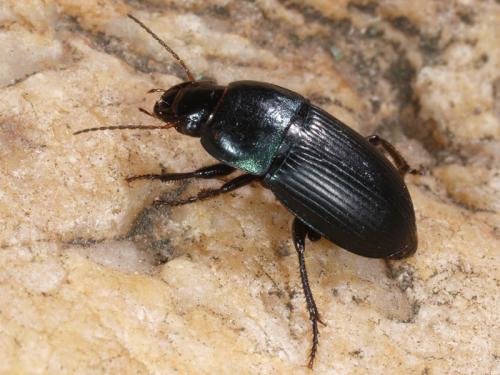 Réf. 46 606 : Harpalus dimidiatus