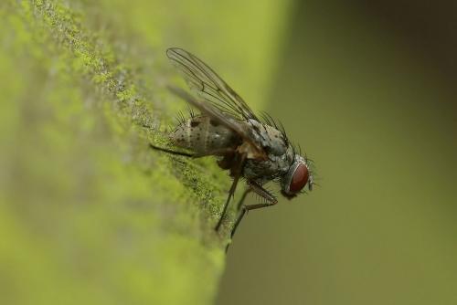 Réf. 46 079 : Helina sexmaculata
