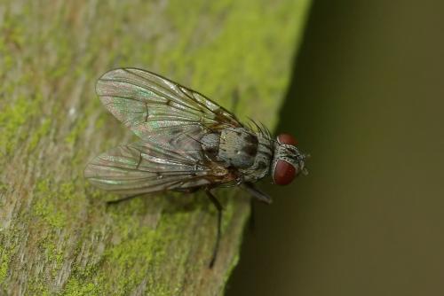 Réf. 46 080 : Helina sexmaculata
