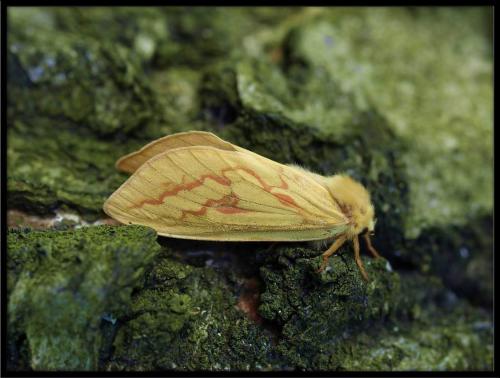 Hepialus humuli