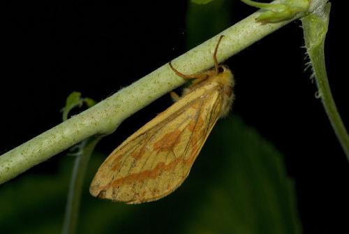 Hepialus humuli