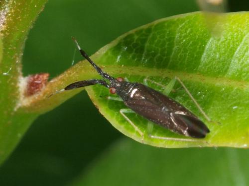 Heterotoma planicornis