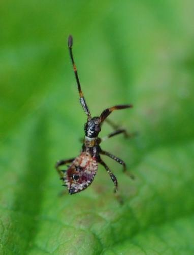 Réf. 46 907 : Coreus marginatus