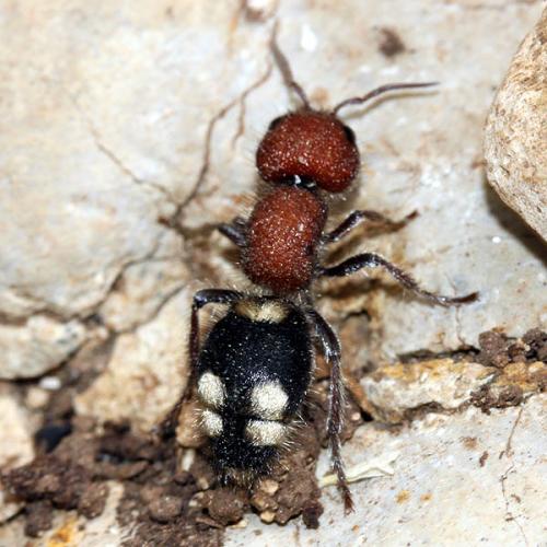 Réf. 46 259 : Mutilla quinquemaculata