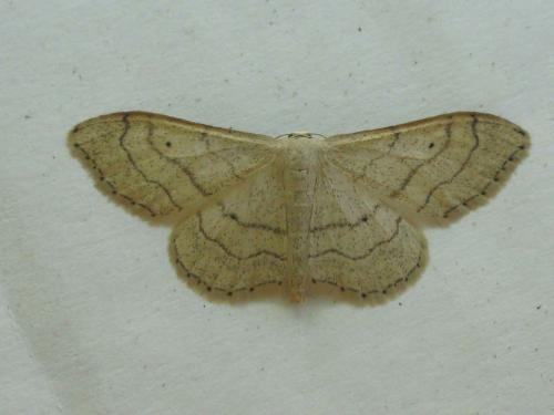 Réf. 46 838 : Idaea aversata
