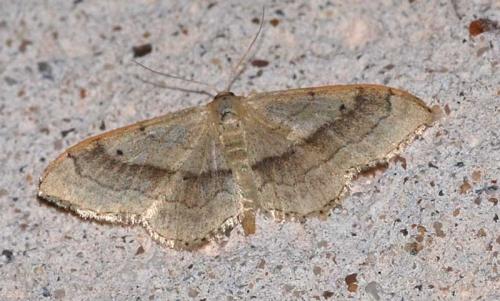 Réf. 46 075 : Idaea aversata