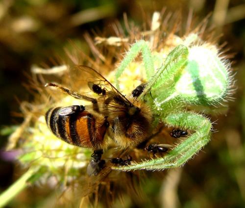 Heriaeus hirtus