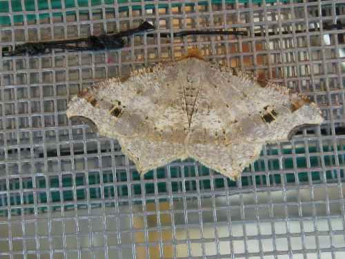Réf. 46 850 : Macaria alternata