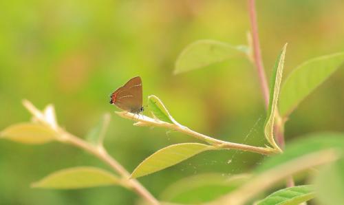 Réf. 46 124 : Satyrium w-album