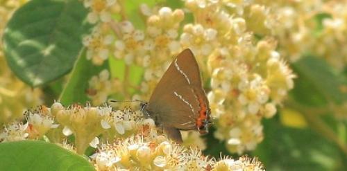 Réf. 46 130 : Satyrium w-album