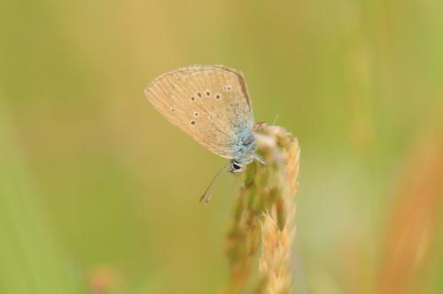 Cyaniris semiargus