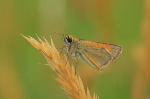 Thymelicus sylvestris