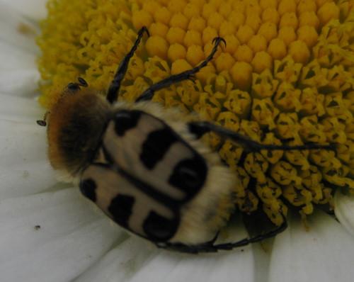 Trichius sp.