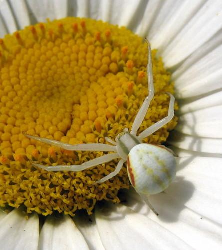 Misumena vatia