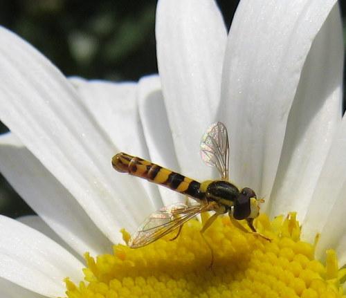 Sphaerophoria scripta