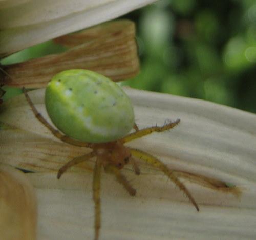 Araniella sp.
