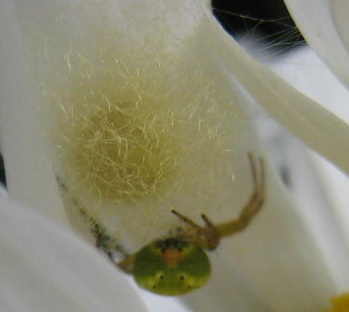 Araniella sp.
