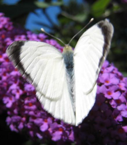 Pieris brassicae