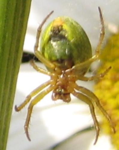 Réf. 46 028 : Araniella sp.