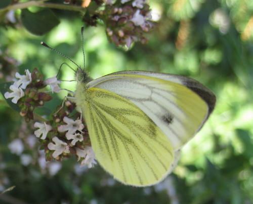 Réf. 46 589 : Pieris napi