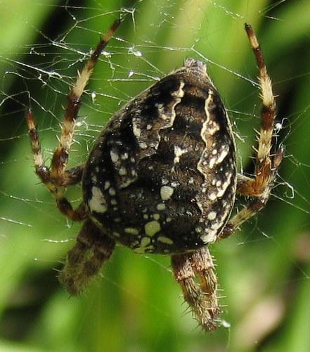 Araneus diadematus