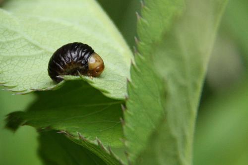 Oreina alpestris