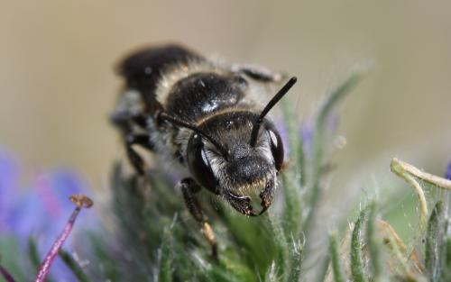 Réf. 46 214 : Hoplitis sp.
