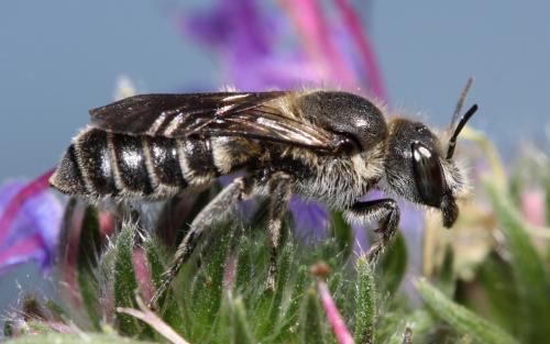 Réf. 46 213 : Hoplitis sp.