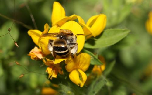Melitta leporina
