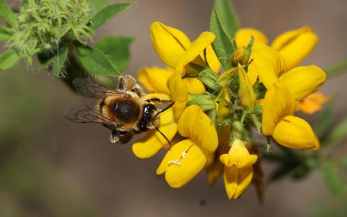 Melitta leporina