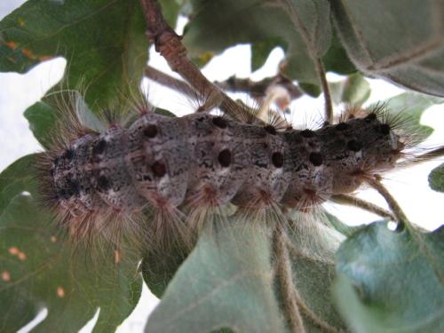 Lymantria dispar