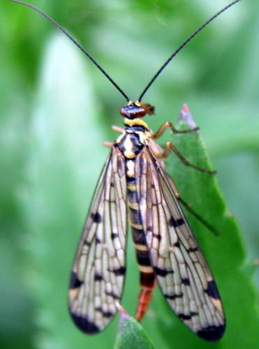 Panorpa germanica