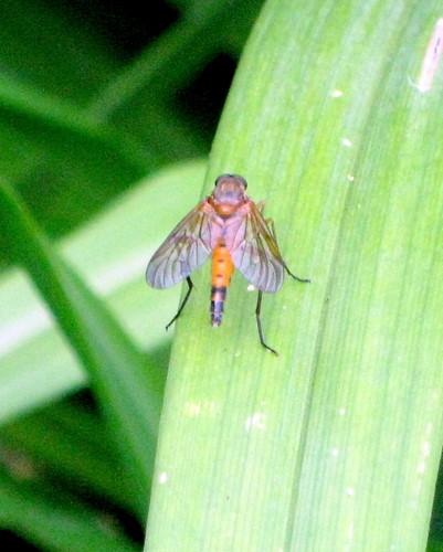 Rhagio tringarius