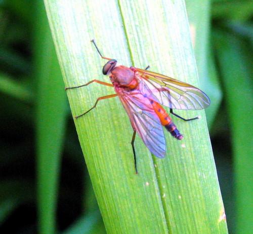 Rhagio tringarius