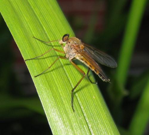 Réf. 46 359 : Rhagio tringarius