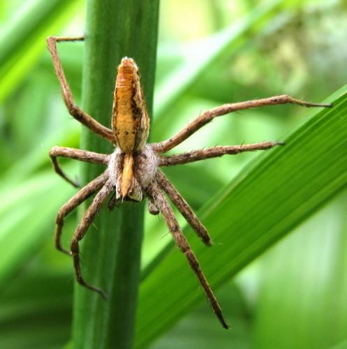 Réf. 46 839 : Pisaura mirabilis