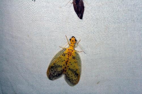 Chloronia sp.