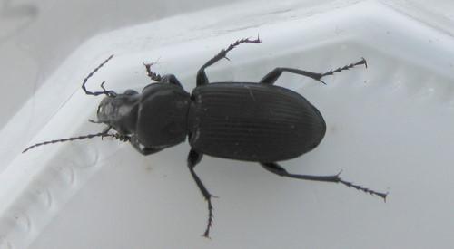 Réf. 46 994 : Pterostichus sp.
