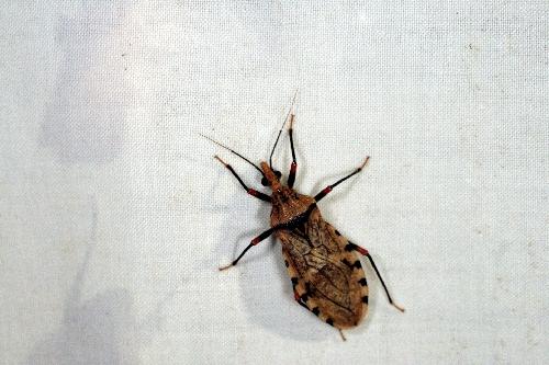 Panstrongylus geniculatus