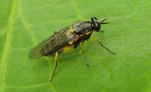 Réf. 46 469 : Solva marginata