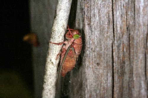 Carineta sp.