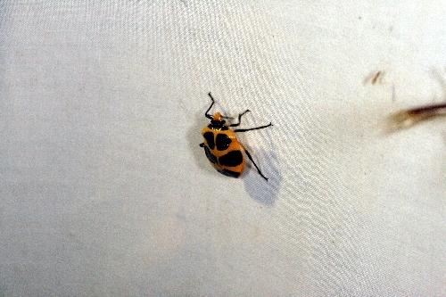 Réf. 46 653 : Arocera apta