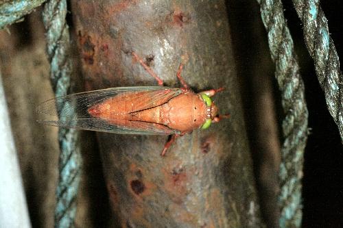 Carineta sp.