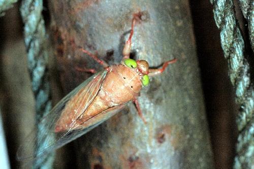 Carineta sp.