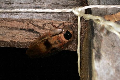Blaberus giganteus