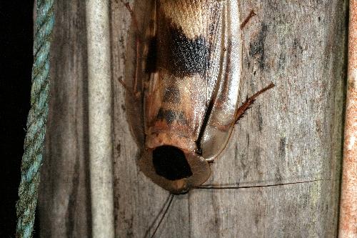 Blaberus giganteus