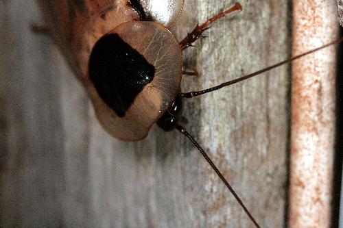 Blaberus giganteus